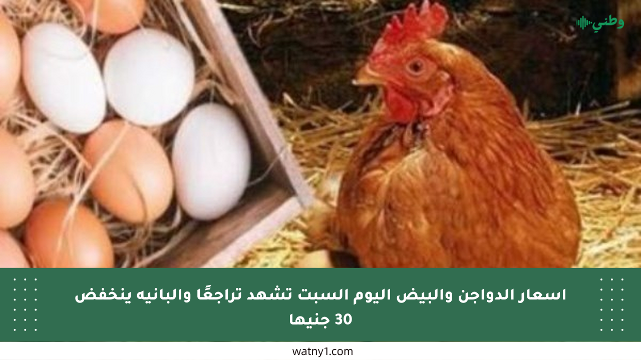 أسعار الدواجن والبيض اليوم السبت تشهد تراجعًا والبانيه ينخفض 30 جنيها